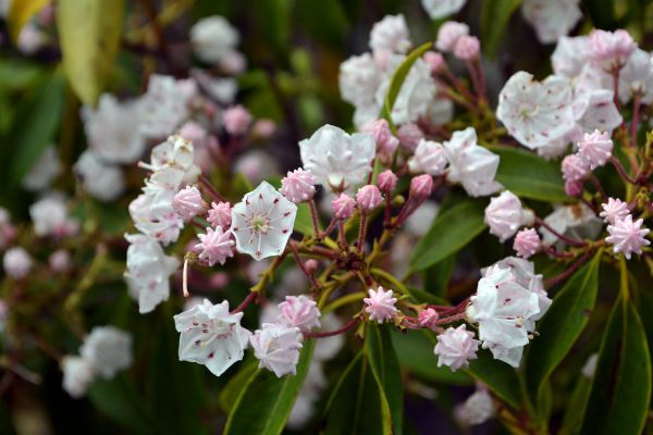 Picture of T/C Flat Evergreen Vase S/2