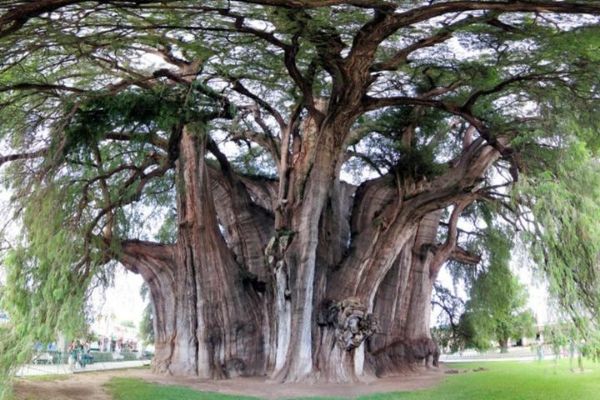 Picture of Sm Res Tree Fig
