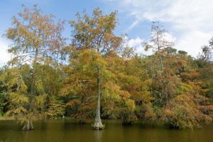 Picture of Sm Autumn Tree